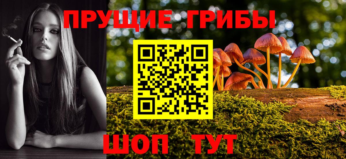 Псилоцибиновые грибы Psilocybe Краснокаменск